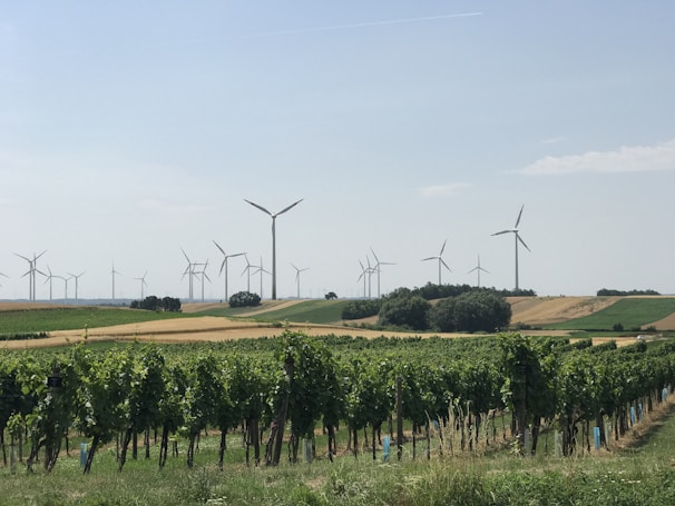A scenic landscape features an expansive vineyard in the foreground, with rows of grapevines stretching toward the horizon. In the distance, numerous wind turbines are spread across rolling hills, blending agriculture with renewable energy. The sky is clear with a gentle blue hue, dotted with a few wispy clouds.