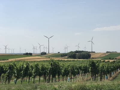 A scenic landscape features an expansive vineyard in the foreground, with rows of grapevines stretching toward the horizon. In the distance, numerous wind turbines are spread across rolling hills, blending agriculture with renewable energy. The sky is clear with a gentle blue hue, dotted with a few wispy clouds.