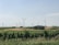 A scenic landscape features an expansive vineyard in the foreground, with rows of grapevines stretching toward the horizon. In the distance, numerous wind turbines are spread across rolling hills, blending agriculture with renewable energy. The sky is clear with a gentle blue hue, dotted with a few wispy clouds.
