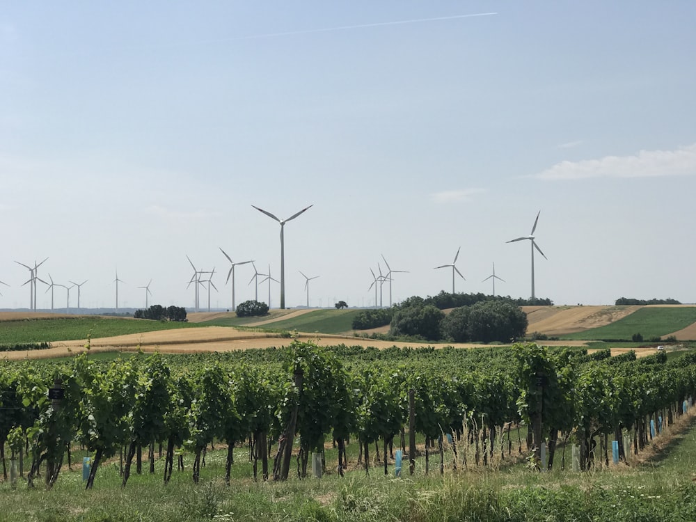 a field of crops with wind turbines in the background