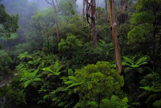 A scenic shot of the lush Pacific rainforest with morning mist and vibrant flora