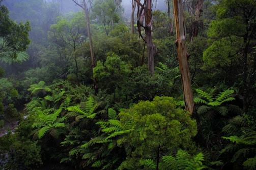 A scenic shot of the lush Pacific rainforest with morning mist and vibrant flora