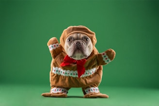 A dog, likely a French Bulldog, is dressed in an adorable gingerbread man costume. The costume features a brown, cookie-like texture with white and red icing patterns, complete with a red bow at the neck. The background is a solid, vibrant green, which contrasts with the brown of the costume.
