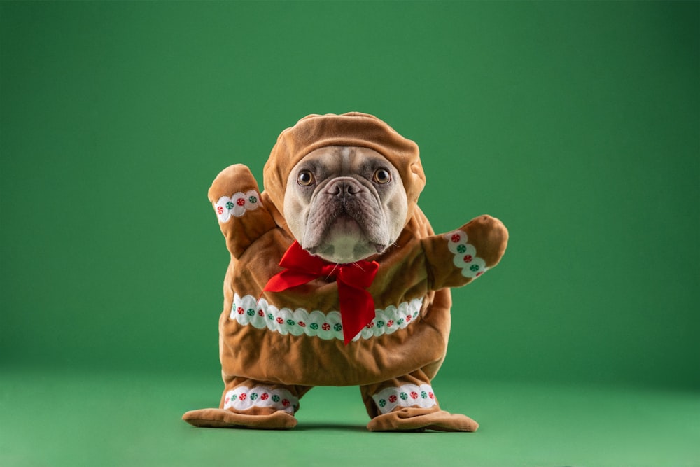 a dog dressed in a costume standing on its hind legs