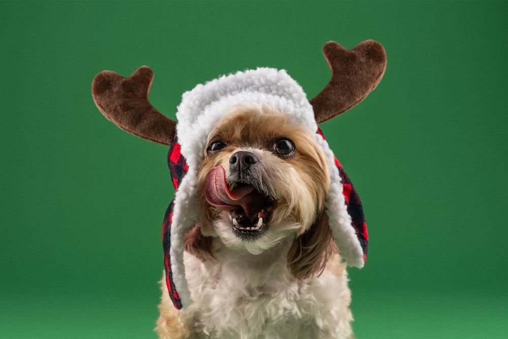 a small dog wearing a reindeer hat on a green background