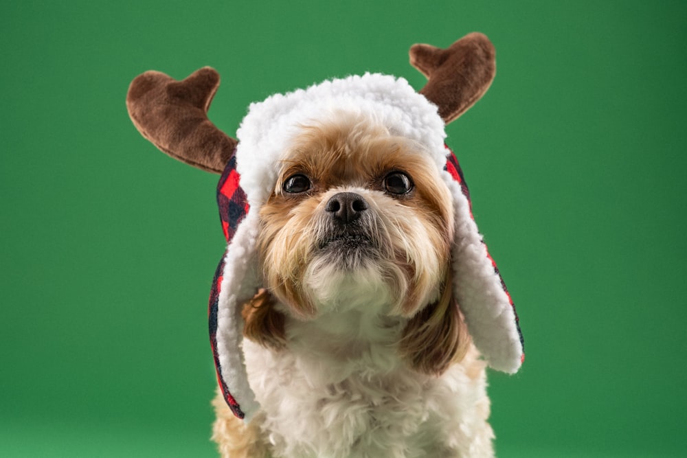 um cão pequeno usando um chapéu de rena