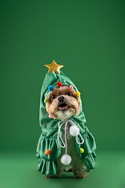 A small dog dressed in a green Christmas tree costume adorned with colorful pom-poms and a gold star on top.