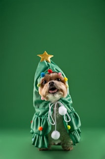 A small dog dressed in a green Christmas tree costume adorned with colorful pom-poms and a gold star on top.