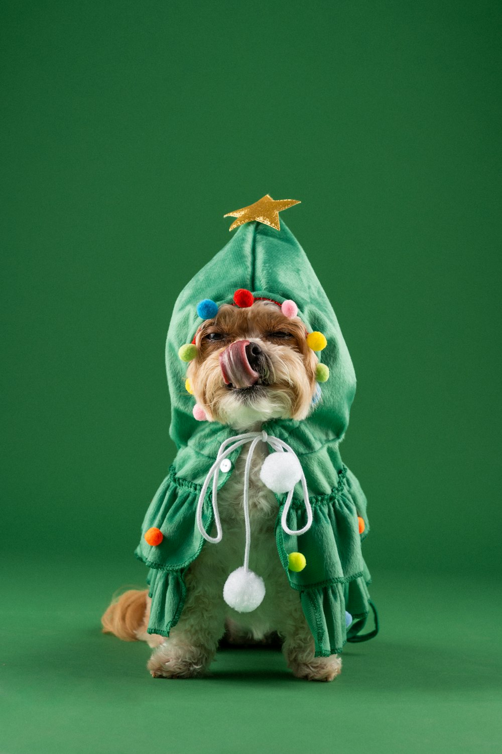 um pequeno cão vestido com um traje verde