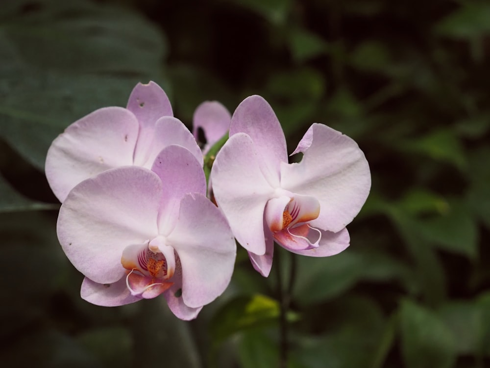 two pink flowers with green leaves in the background