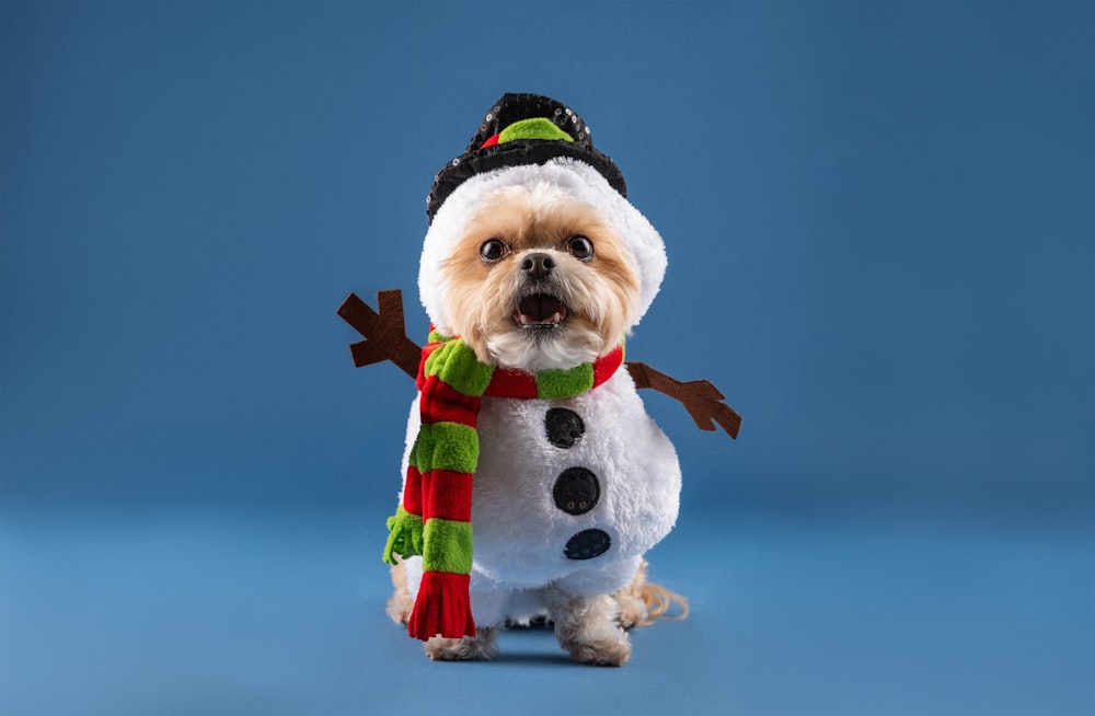 um cão pequeno usando um chapéu de boneco de neve e lenço