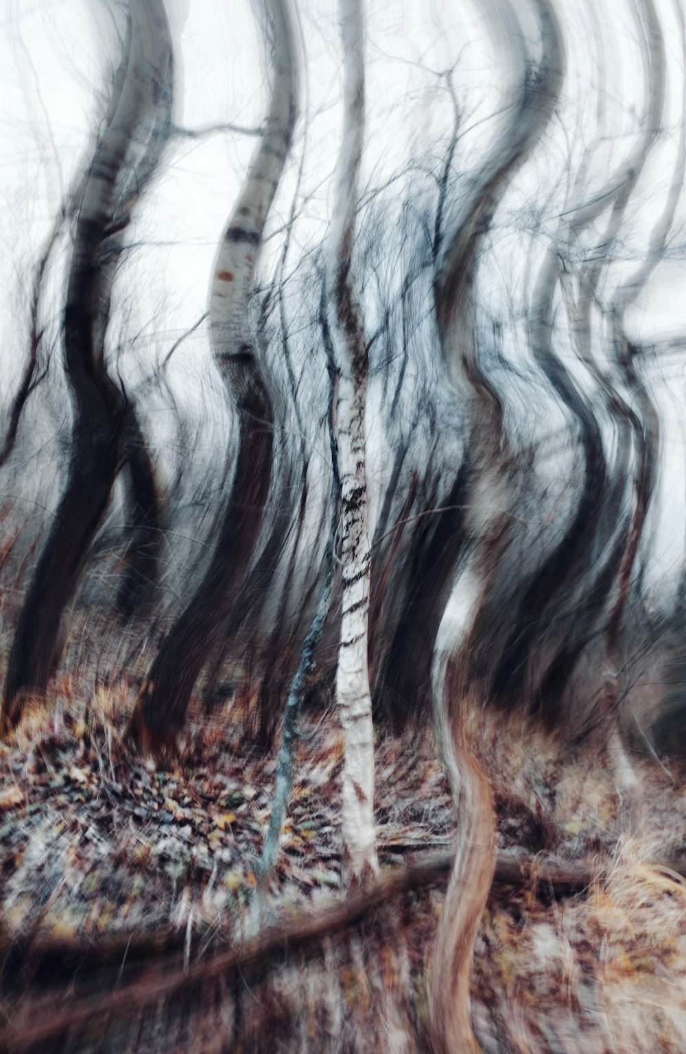 a blurry photo of trees in the woods
