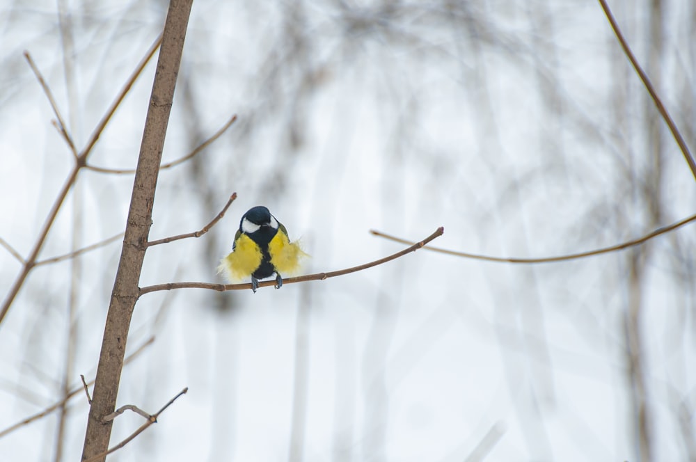 a small yellow and black bird sitting on a tree branch