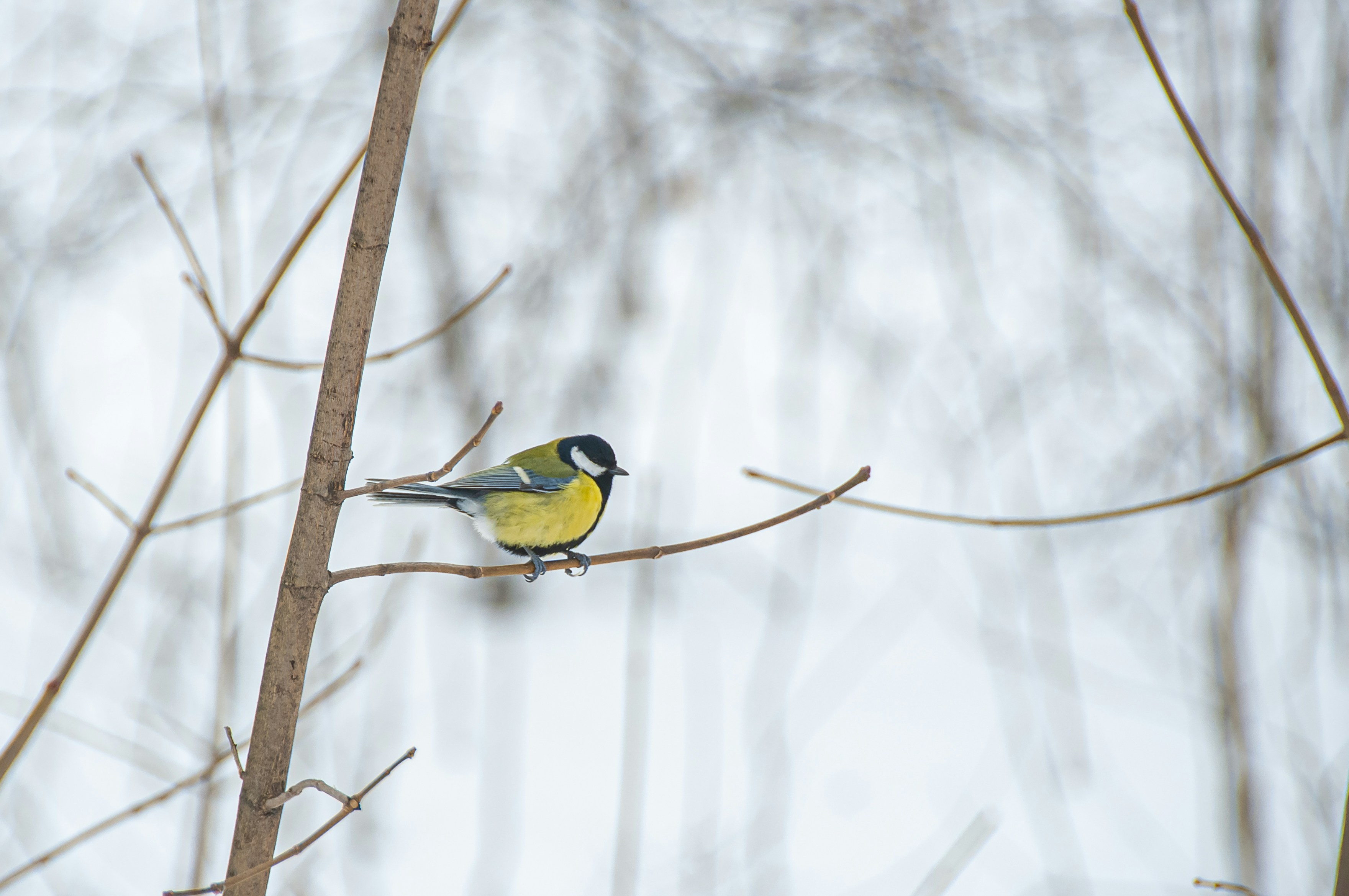 A tit sits on a branch on a tree