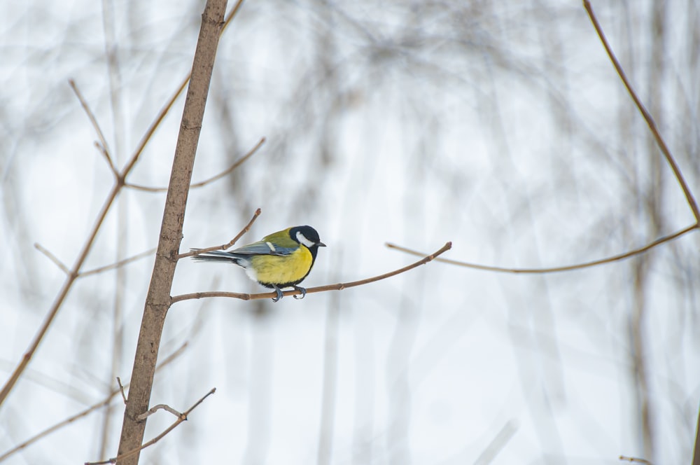 a yellow and black bird sitting on a tree branch