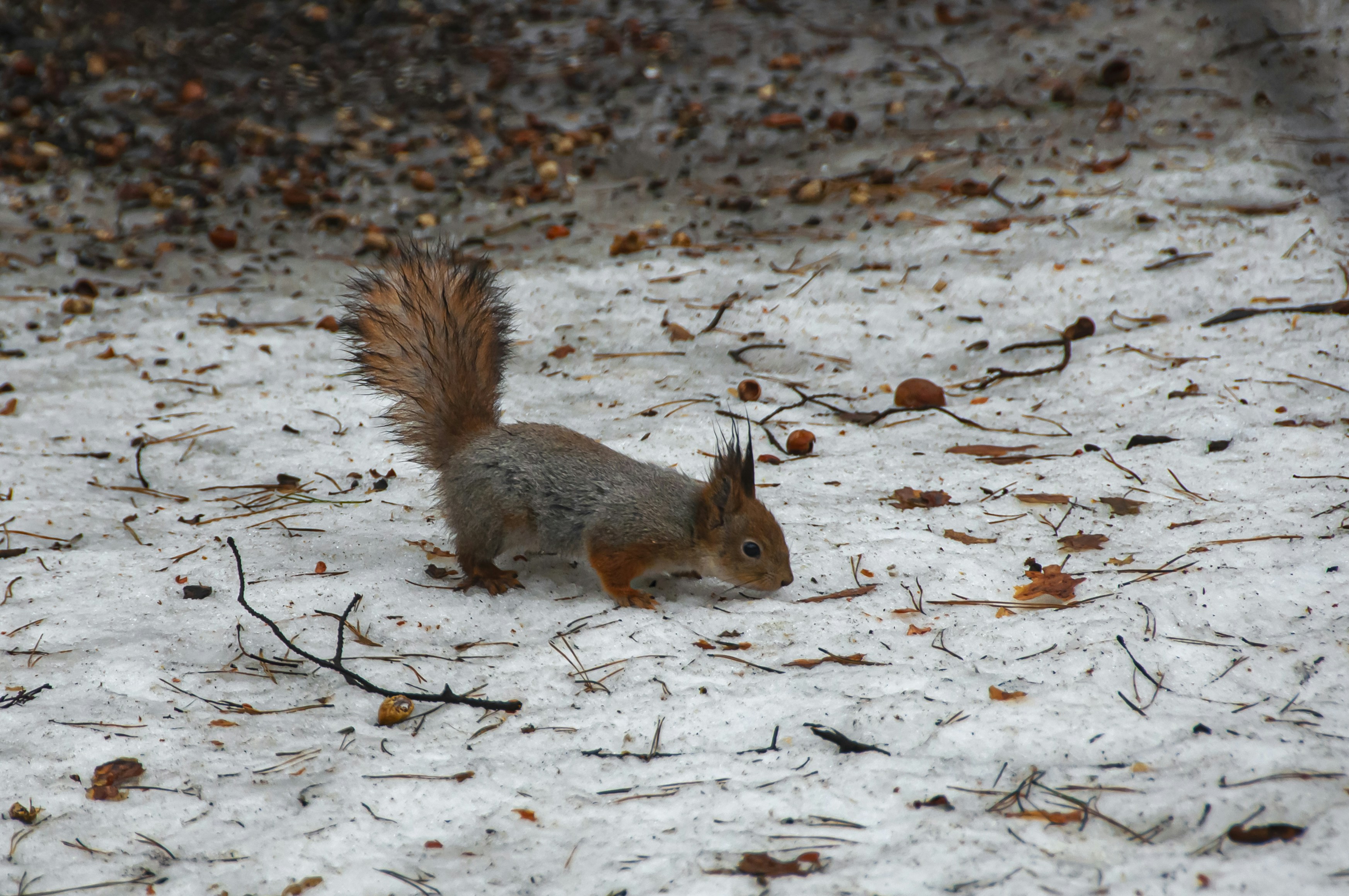 Photo by nikkitenkos