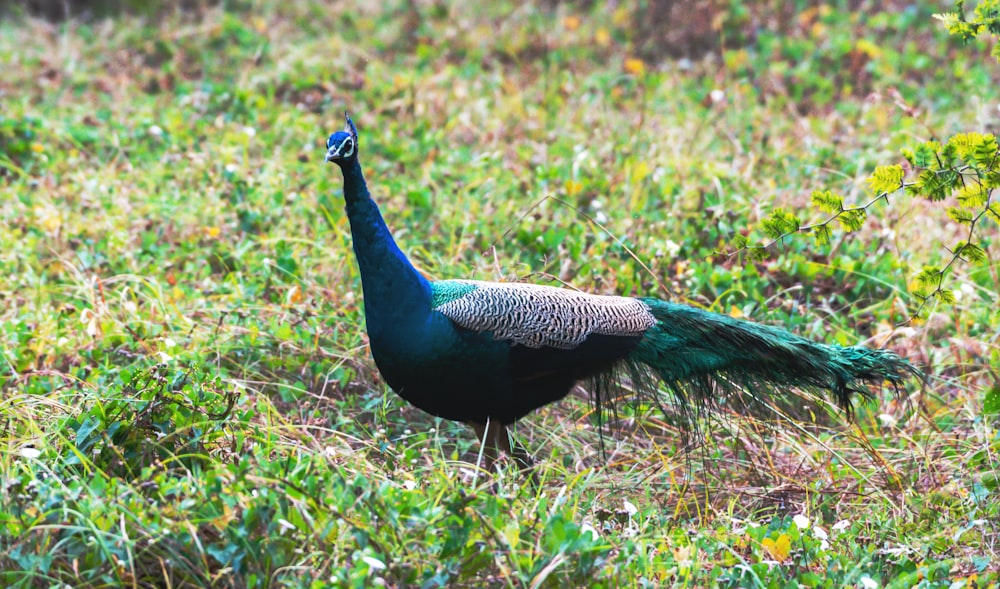 a peacock standing in a field of grass