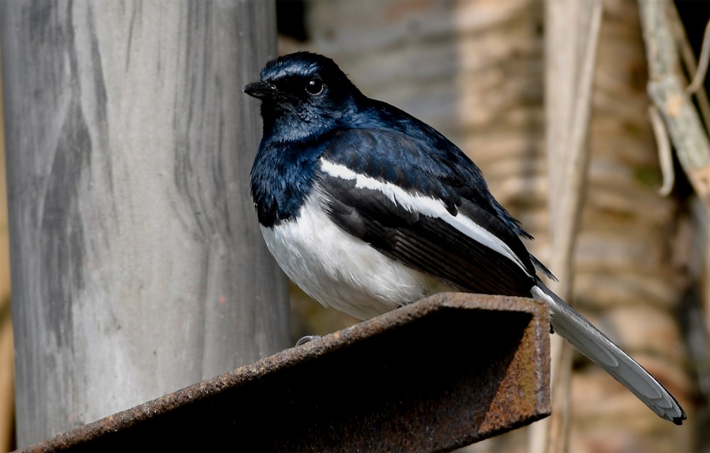 um pássaro preto e branco sentado em cima de um pedaço de metal enferrujado