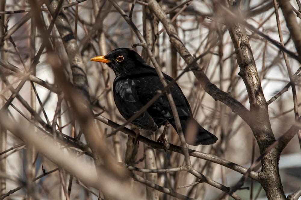 un pájaro negro sentado en lo alto de la rama de un árbol