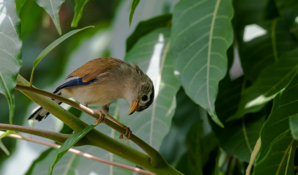 a small bird perched on a branch of a tree