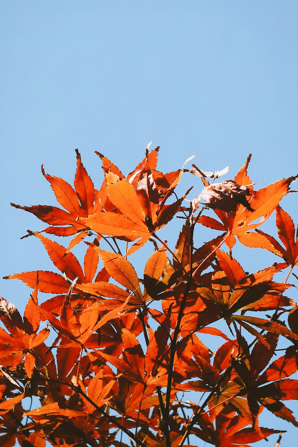 a tree with orange leaves against a blue sky