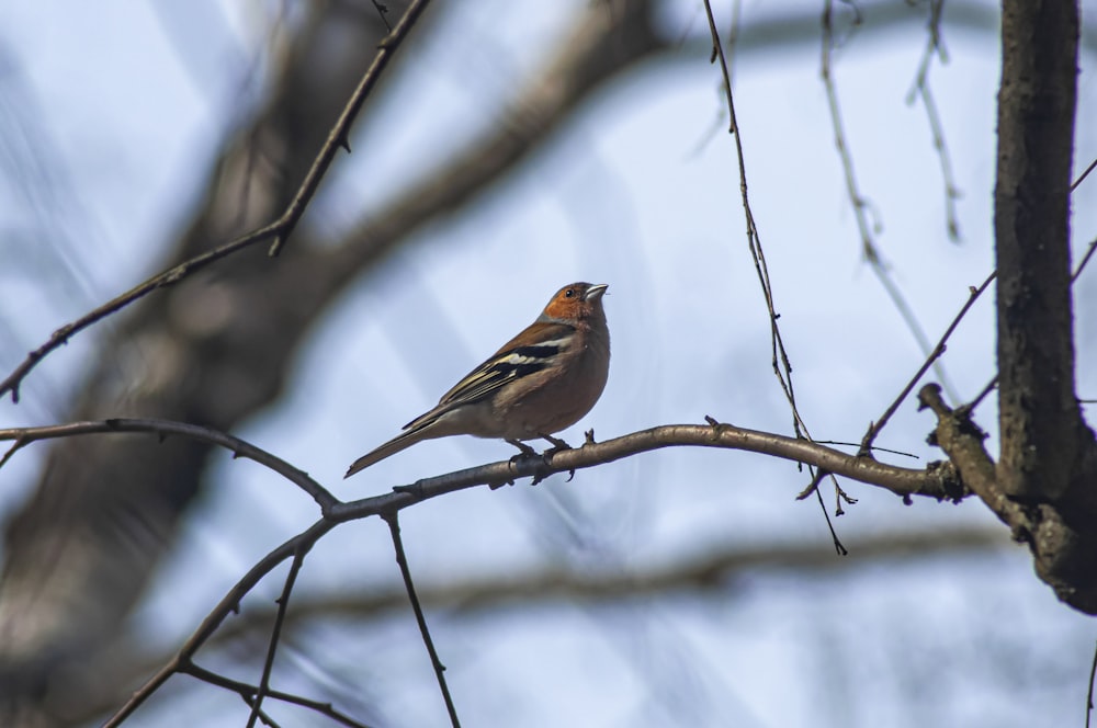 a bird sitting on a branch of a tree