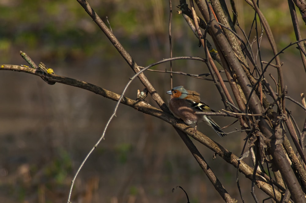 a small bird sitting on a branch of a tree