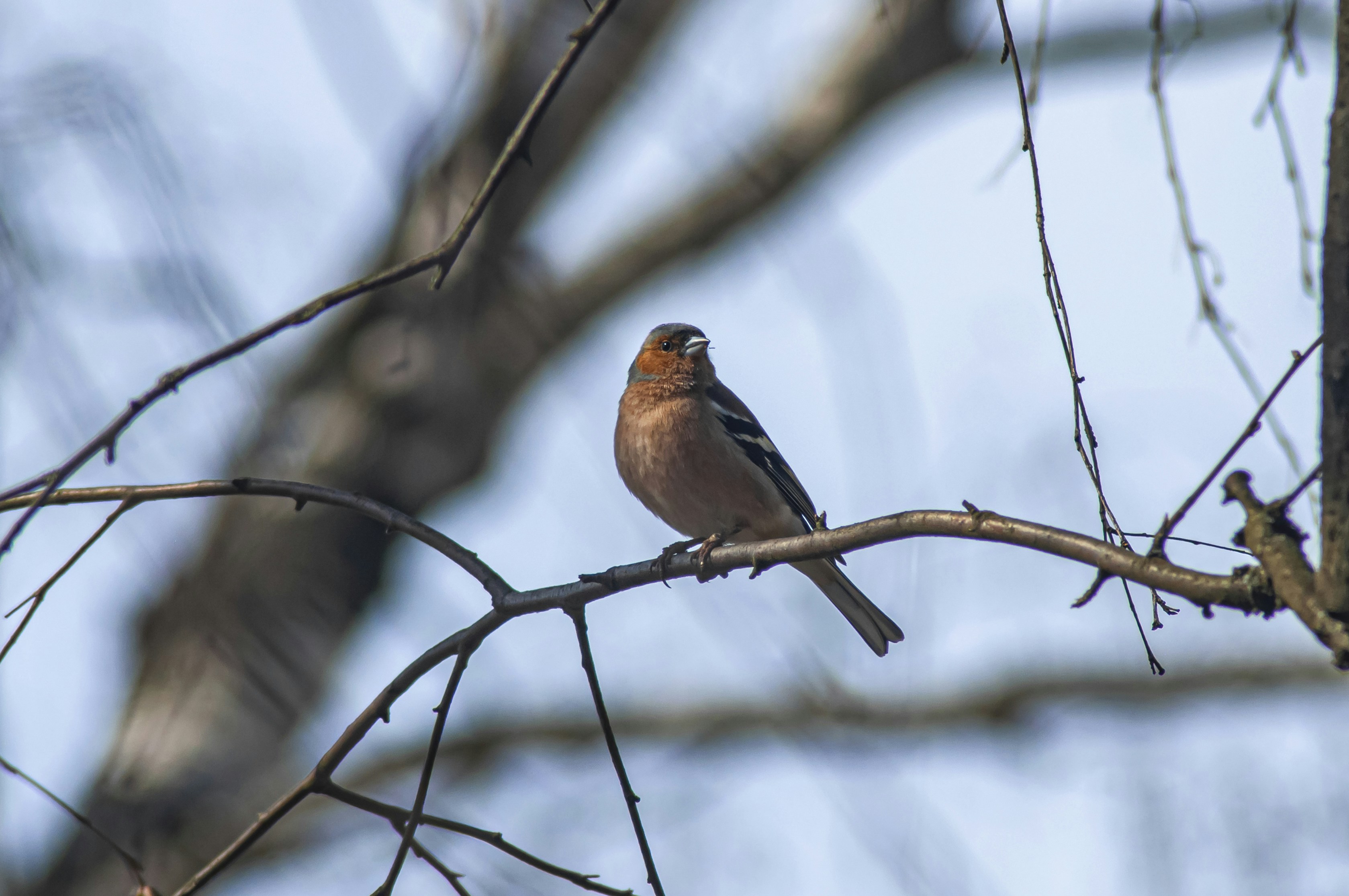 Photo by nikkitenkos