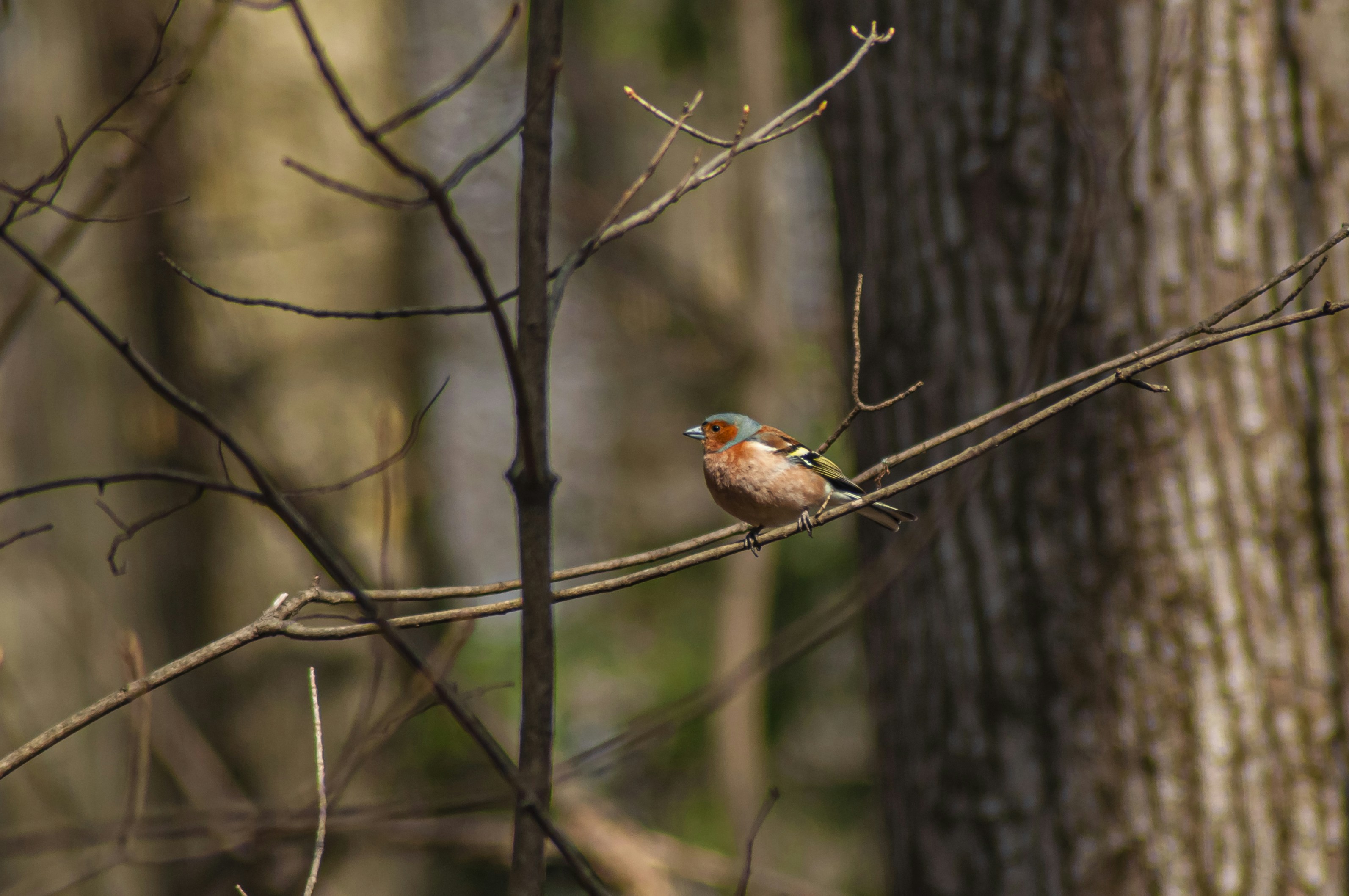 Photo by nikkitenkos