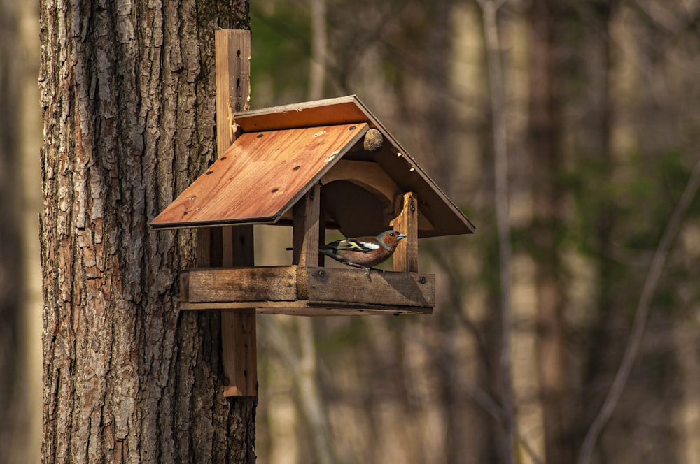 a bird house hanging from a tree in the woods