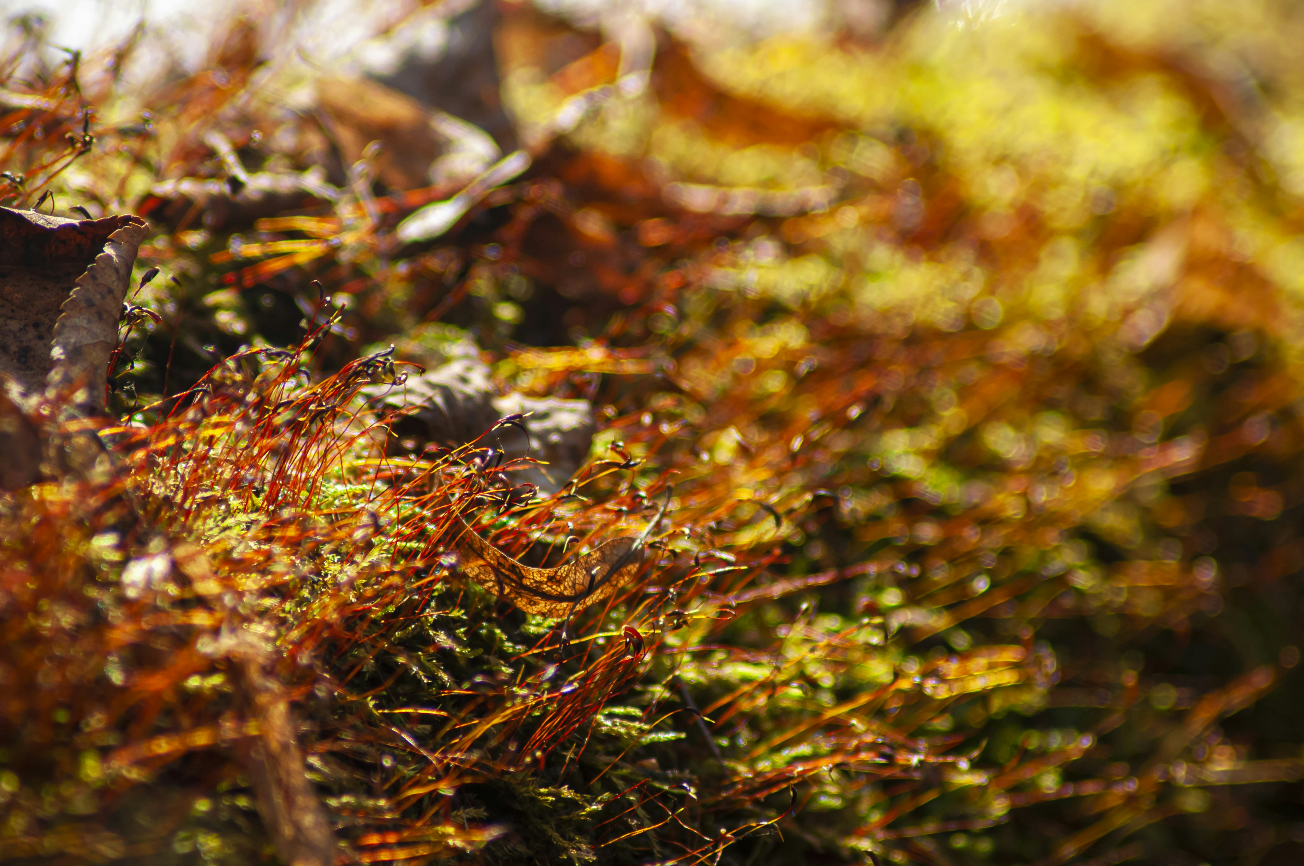 Photo by nikkitenkos