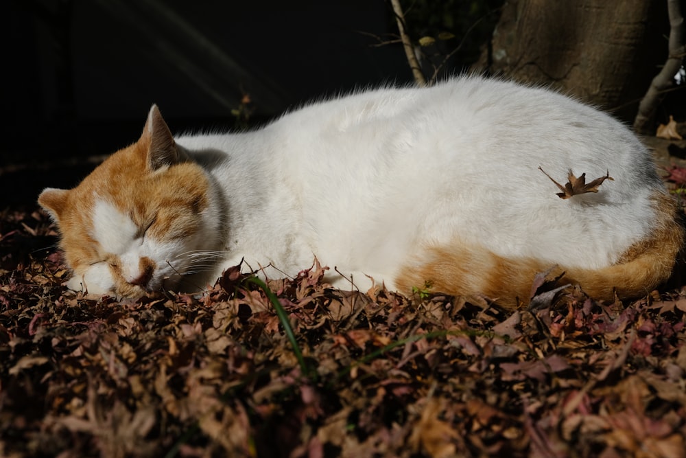 a white and orange cat laying on top of leaves
