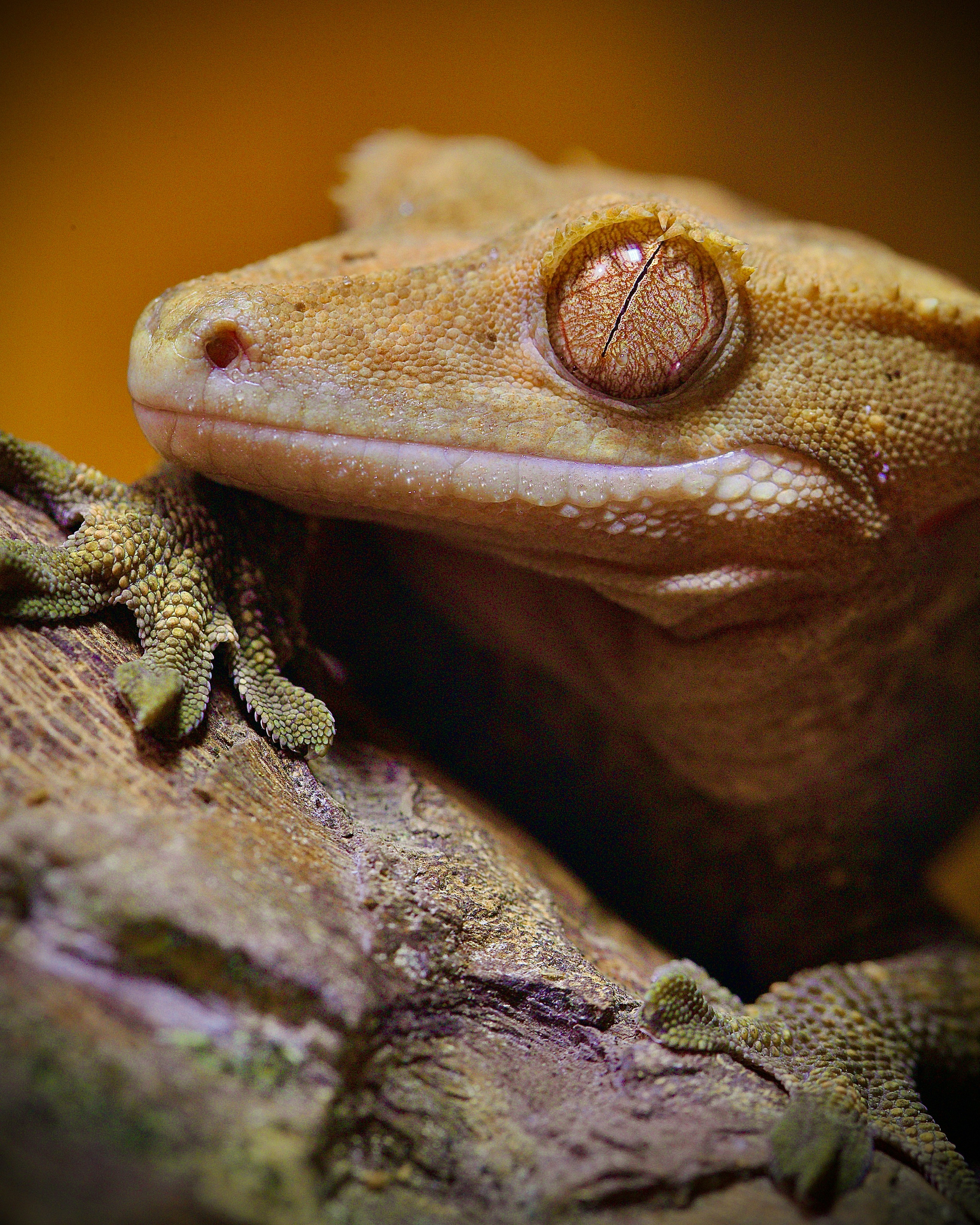Crested gecko close-up showing textured skin and large golden eye under studio lighting
