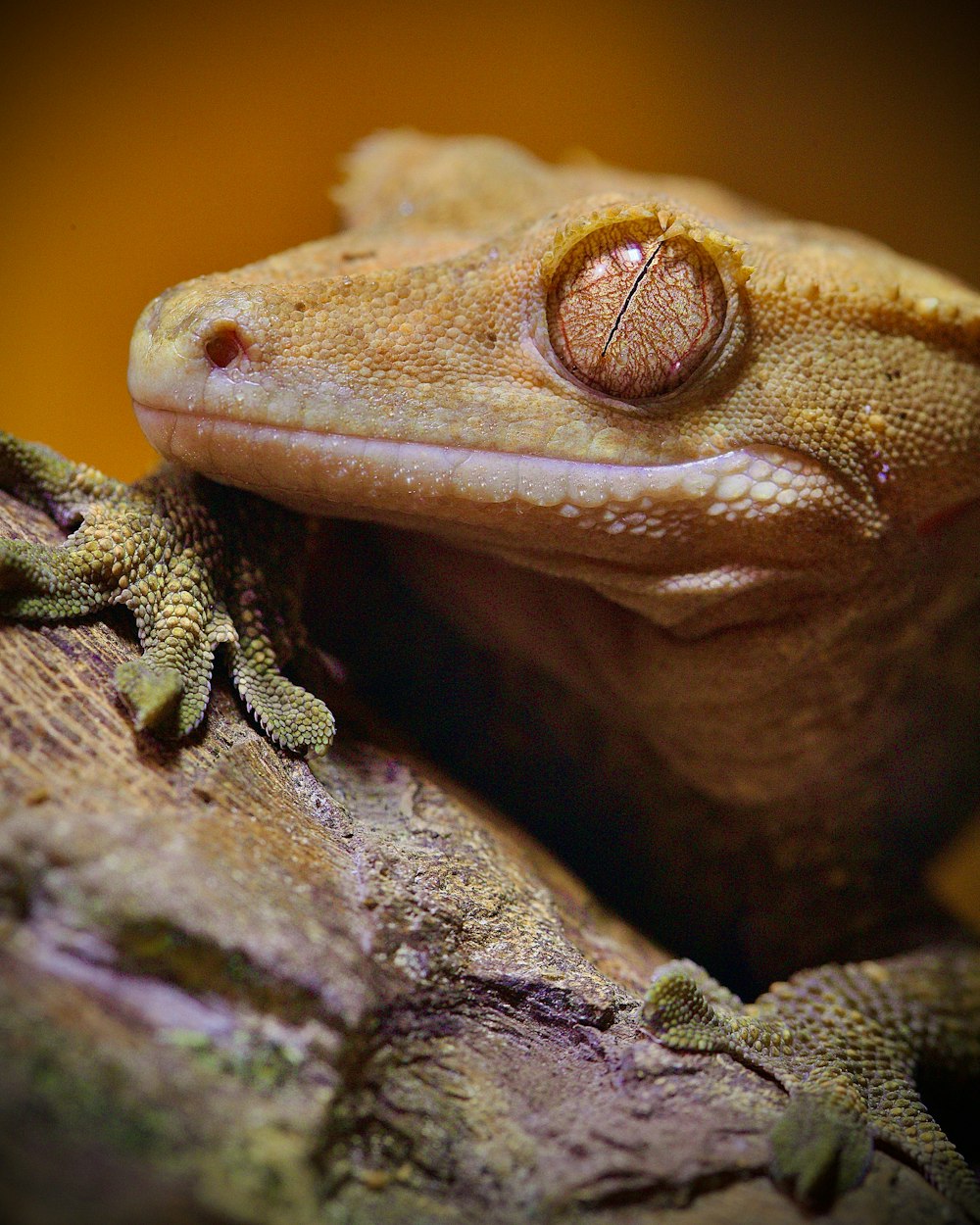 a close up of a lizard on a tree branch