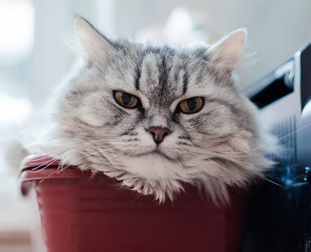 a cat is sitting in a red pot