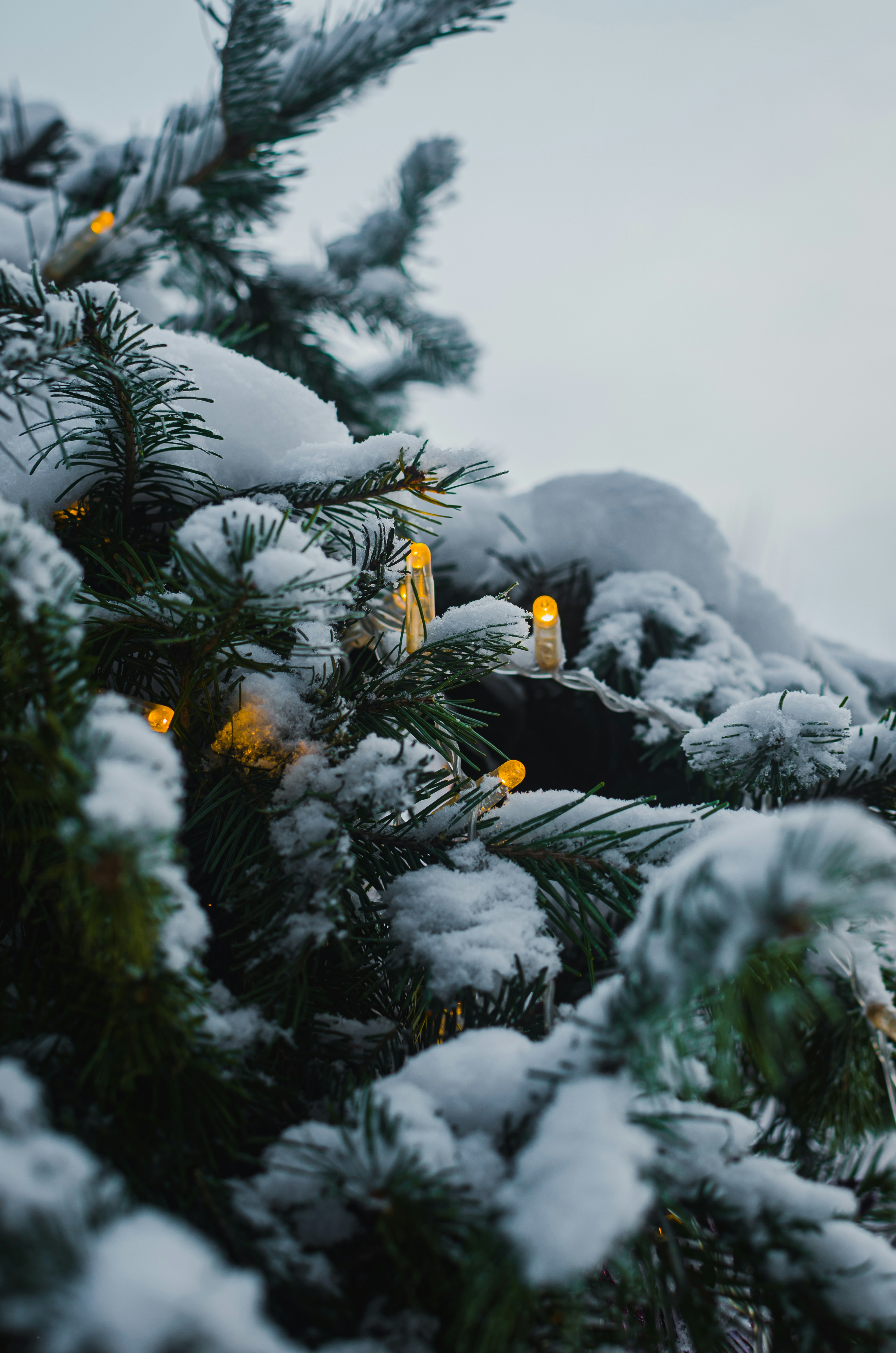 a close up of a pine tree with snow on it