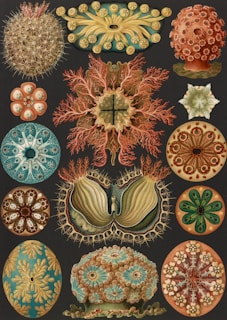 A detailed illustration featuring a variety of symmetrical, organic patterns resembling sea creatures or botanical forms. Each shape is intricately designed with repetitious elements and vibrant colors including circular, spiky, and floral motifs.