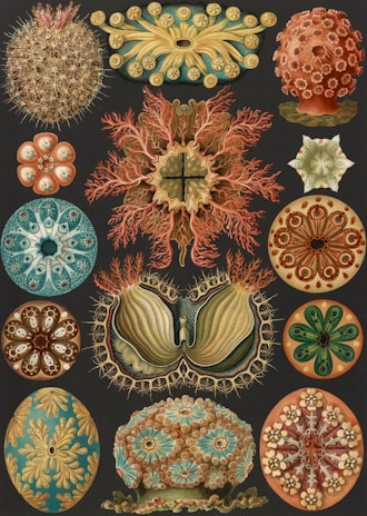 A detailed illustration featuring a variety of symmetrical, organic patterns resembling sea creatures or botanical forms. Each shape is intricately designed with repetitious elements and vibrant colors including circular, spiky, and floral motifs.