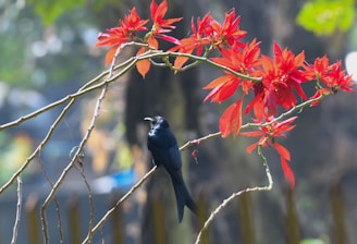 a black bird sitting on a branch with red flowers