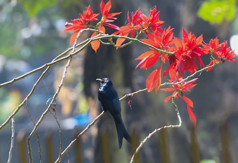 a black bird sitting on a branch with red flowers