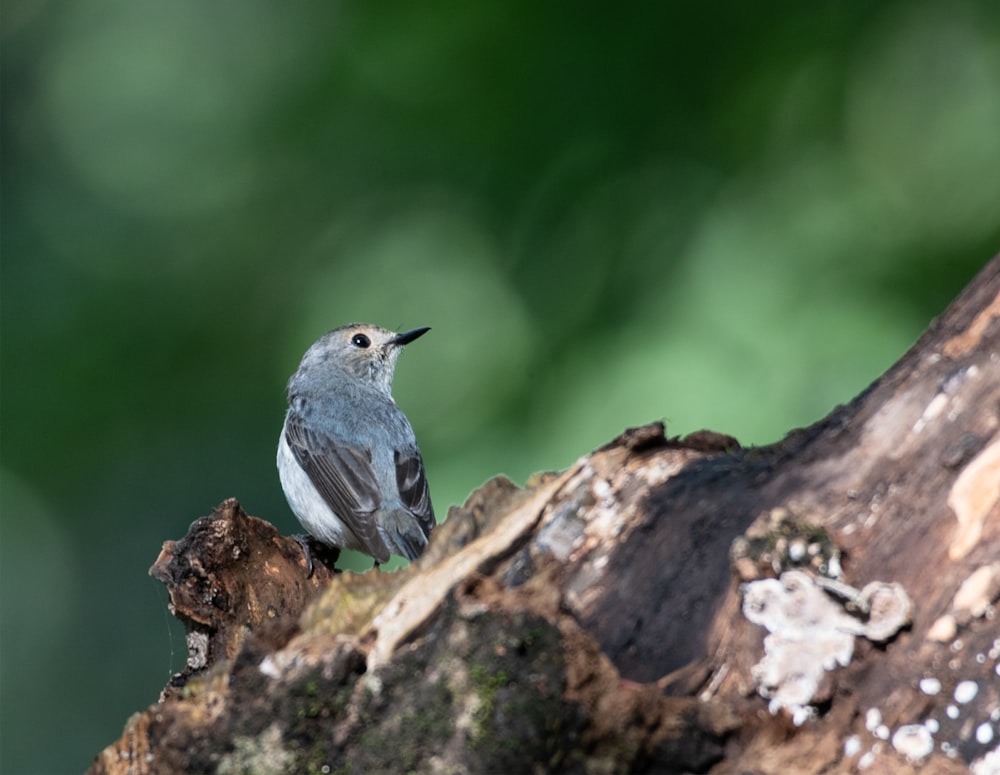 a small bird sitting on top of a tree branch