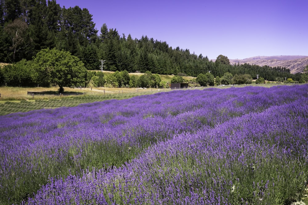 a field full of purple flowers next to a forest