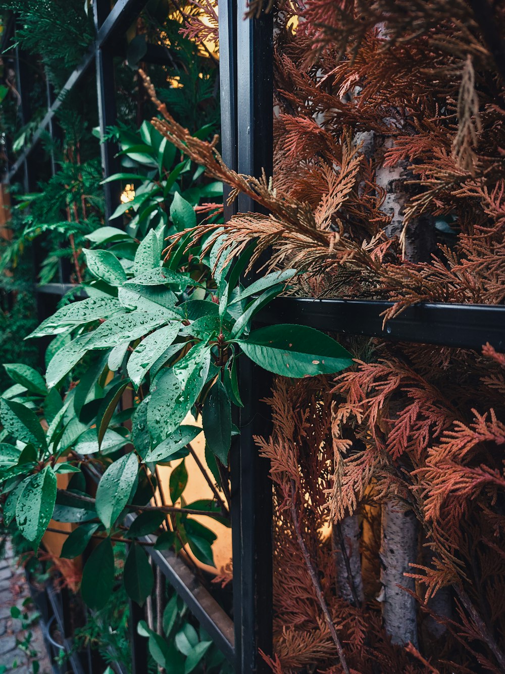 a close up of a plant near a fence