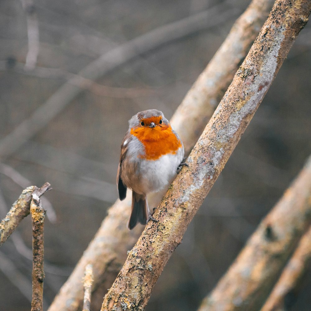 a small bird perched on a tree branch