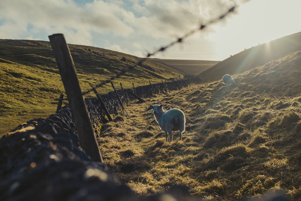 a couple of sheep standing on top of a grass covered hillside