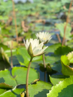 A close-up of a blooming lotus flower resting on still water, embodying purity and growth.