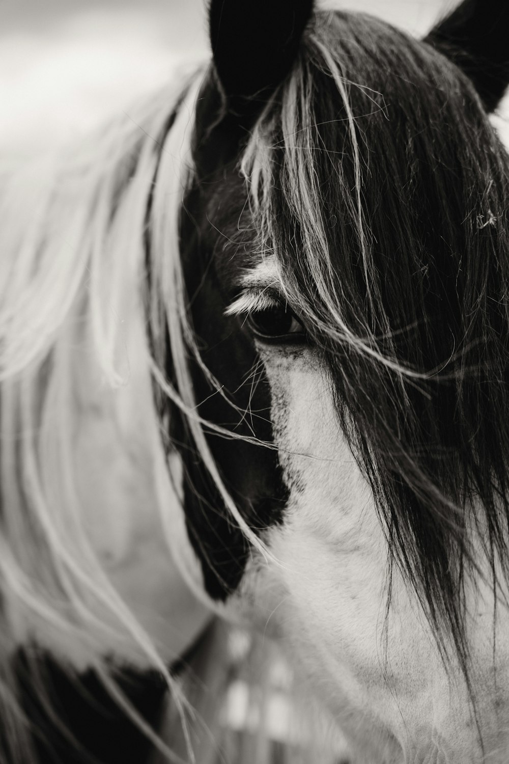 a black and white photo of a horse