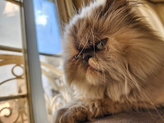 A fluffy Persian cat with a prominent flat face and long fur is gazing out of a window. The cat's eyes are alert, and its whiskers are prominently displayed against the soft, warm lighting of the indoor setting. The window shows a glimpse of the bright outside, providing a contrast to the cozy interior where the cat rests.