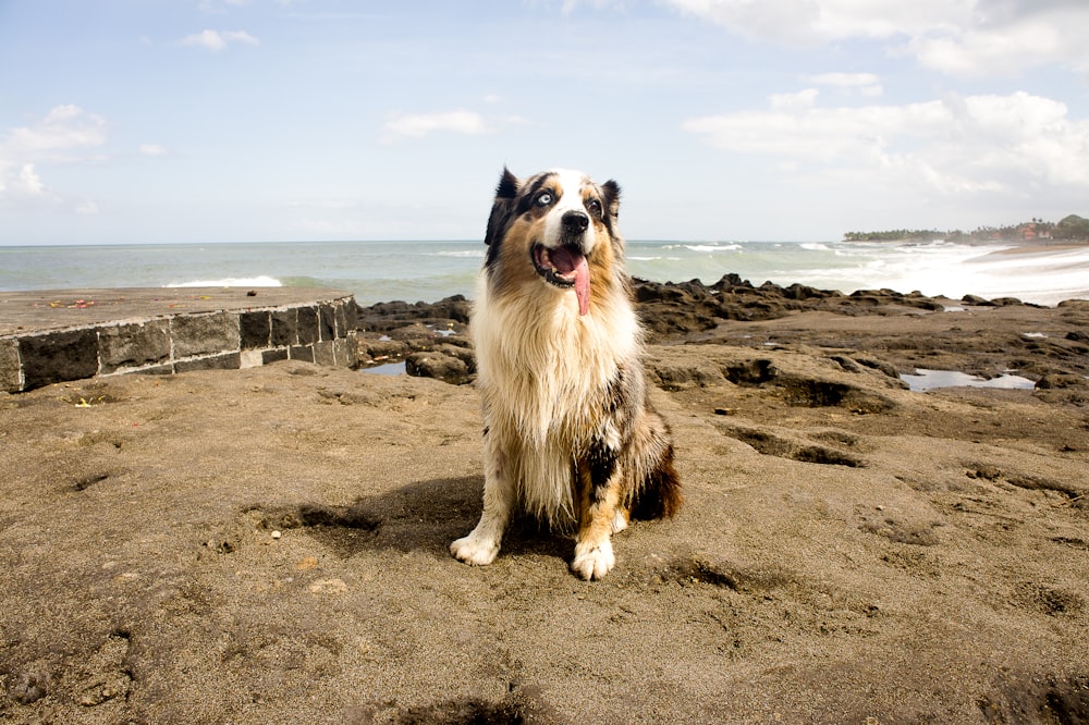 a dog sitting on a beach with the ocean in the background