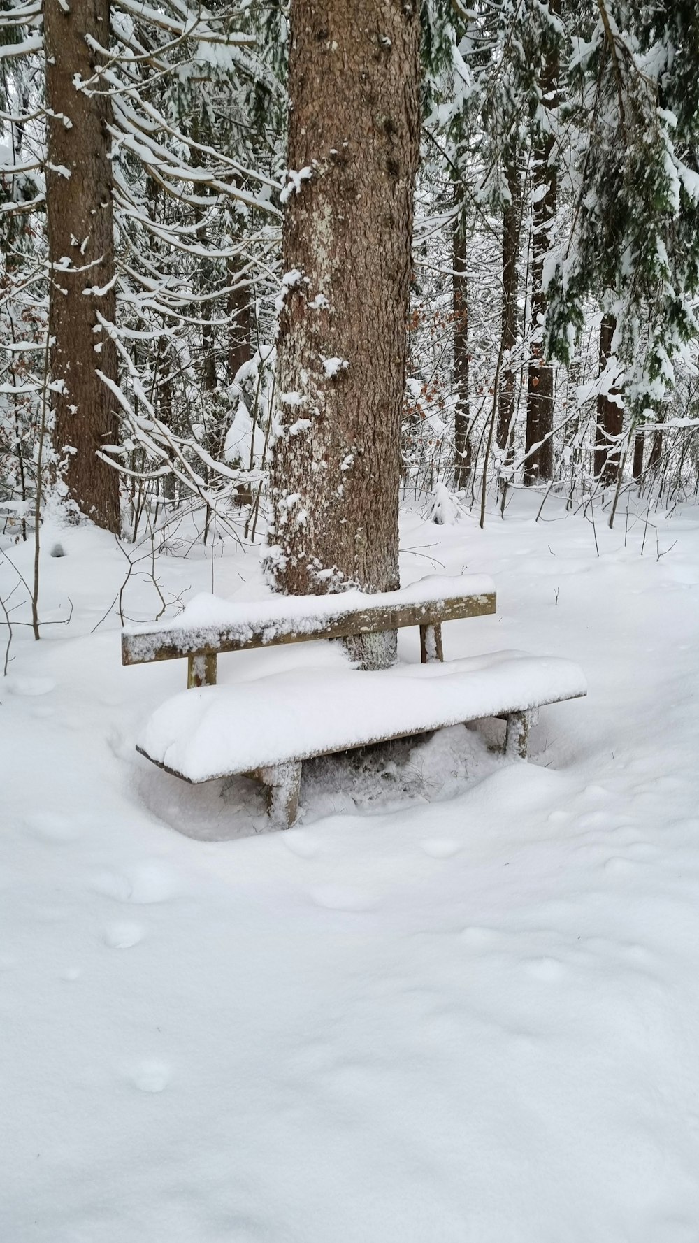 a snow covered bench in the middle of a forest